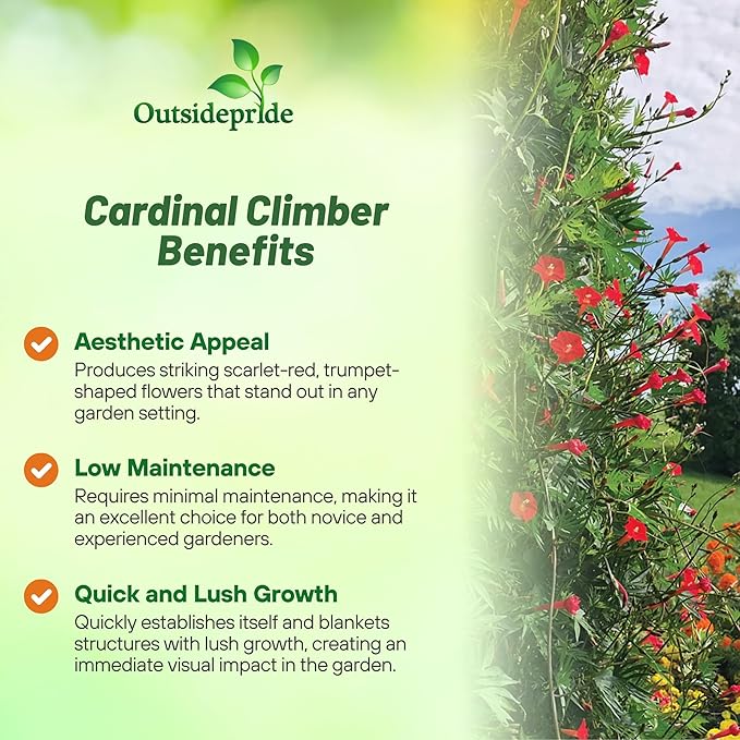 Outsidepride Climber Vine Seeds - 1000 Pcs. Annual, Versatile, Hardy & Low Maintenance, Flower Seeds for Planting Vibrant Red Trumpet-Shaped Blooms, Great for Landscaping & Pollinator Gardens
