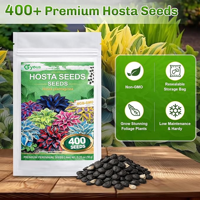 Hosta Seeds 400+ Pcs - Colorful Mixed Shade - Loving Perennial Flower Seeds for Planting, Beautiful Foliage Plants for Garden Borders, Shade Gardens & Containers, Easy to Grow