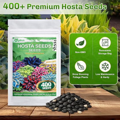 Hosta Seeds 400+ Pcs - Colorful Mixed Shade - Loving Perennial Flower Seeds for Planting, Beautiful Foliage Plants for Garden Borders, Shade Gardens & Containers, Easy to Grow