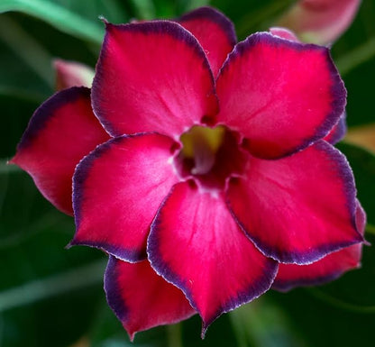 5 Desert Rose Seeds for Planting Mixed Color Ready to Grow Adenium Obesum Seeds Exotic Succulent Colorful Bonsai Plant Tropical Rose Flower Planting Non-GMO Heirloom