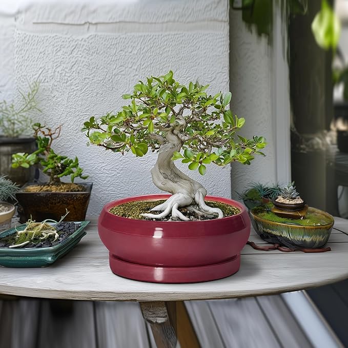 Bonsai Pots 10 Inch - Ceramic Succulent Planters for Indoor Plants Outdoor, Round Succulent Pots with Drainage Hole and Tray, Shallow Planter, Room Decor, Gifts for Plant Lovers, Wine Red