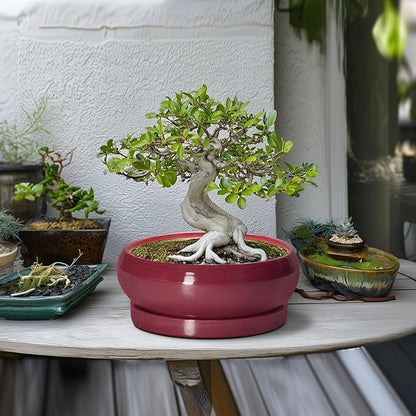 Bonsai Pots 10 Inch - Ceramic Succulent Planters for Indoor Plants Outdoor, Round Succulent Pots with Drainage Hole and Tray, Shallow Planter, Room Decor, Gifts for Plant Lovers, Wine Red