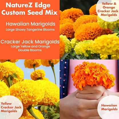 NatureZ Edge, Marigold Seeds for Planting Outdoors, 1 Ounce 10,000 Seed, Hawaiian and Cracker Jack Marigold Seeds, Made in USA, Companian Gardening Flower