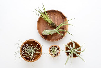 Tillandsia Air Plants Live Indoor Plants (6PK), Airplants Variety Live Plant Kit, Tropical Plants Live Houseplants, Air Plant Live Succulents Plants Live Plants Indoor House Plants by Plants for Pets