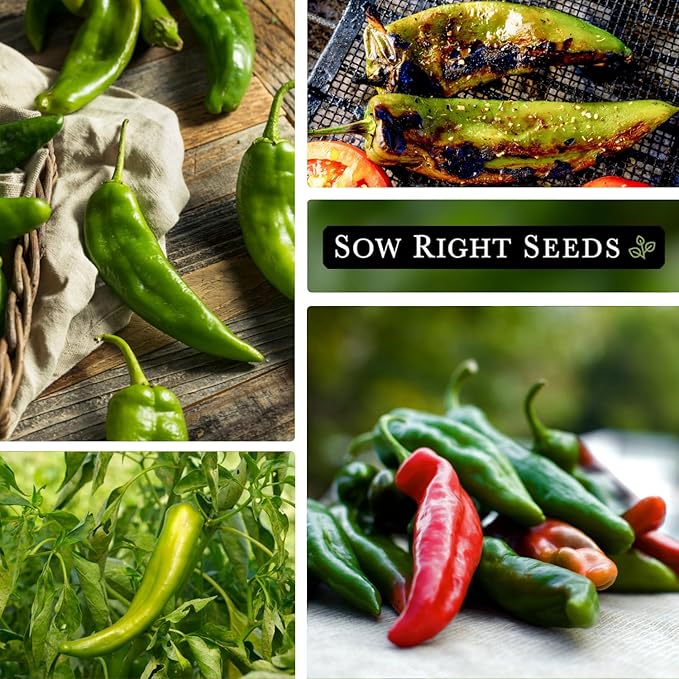 Sow Right Seeds - Anaheim Pepper Seeds for Planting - Non-GMO Heirloom Packet with Instructions to Plant an Outdoor Home Vegetable Garden - Productive and Hot Chili Peppers - Hydroponics Growing (4)