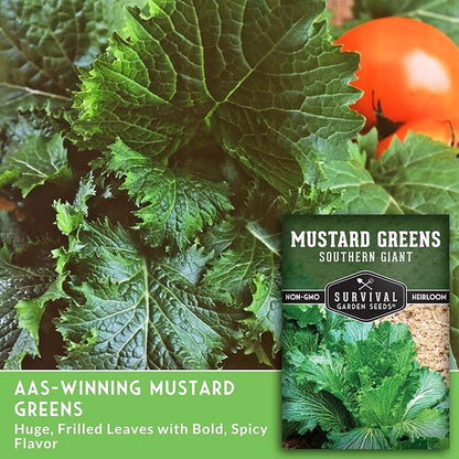 Southern Giant Mustard Green Seeds for Planting – Heirloom Non-GMO Spicy Greens, Heat Tolerant and Slow to Bolt for Home Vegetable Gardens - Survival Garden Seeds (5 Packs)