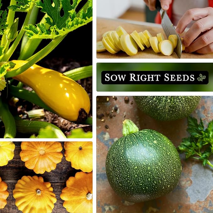 Sow Right Seeds - Summer Squash Seed Collection for Planting - Individual Packets Straightneck, Yellow Scallop and Round Zucchini Squash, Non-GMO Heirloom Seeds to Plant Outdoor Home Vegetable Garden