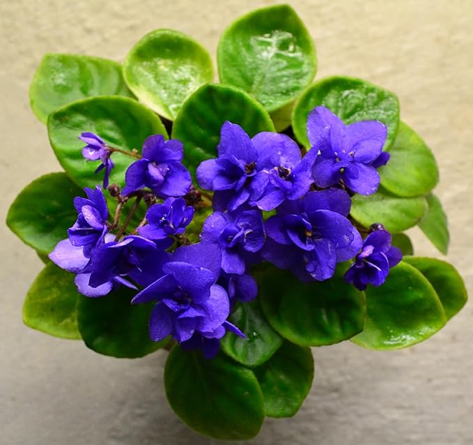 African Violet Plant Potting Soil Mix Peat Moss & Perlite (½ Gallon / 2 quarts)