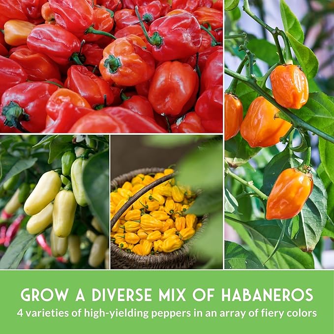 Habanero Pepper Seeds for Planting Variety Pack – 4 Varieties: Red, Orange, Yellow, & Mini White Extremely Hot Chili Peppers, Heirloom Non-GMO Open-Pollinated – Survival Garden Seeds