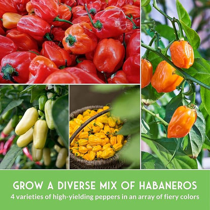 Habanero Pepper Seeds for Planting Variety Pack – 4 Varieties: Red, Orange, Yellow, & Mini White Extremely Hot Chili Peppers, Heirloom Non-GMO Open-Pollinated – Survival Garden Seeds