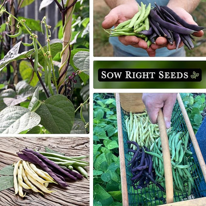 Sow Right Seeds - Bulk Mixed Tricolor Bean Seeds for Planting - 2 Ounce, 170 Seeds - Non-GMO Heirloom Jumbo Pack with Instructions to Plant a Home Vegetable Garden - Grow Loads of Colorful Beans (1)