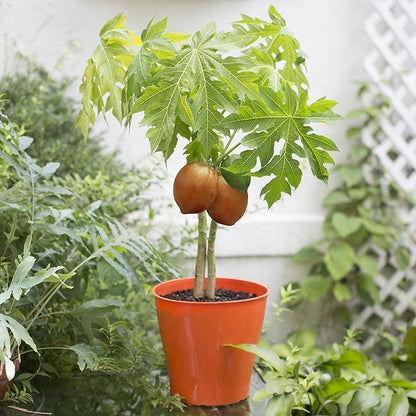 GARDENERA Papaya Plant Potting Soil - Enhance Fruiting and Health with Professional Grade Nutrient-Rich Mix - 3 Quart
