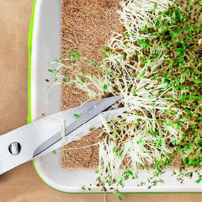 Seed Sprouter Tray with Drain Holes,Seed Germination Tray Kit BPA Free Nursery Tray,Soil-Free Big Capacity Healthy Wheatgrass Grower Sprouting Container (4 Pack with lid &mat -Light Green)