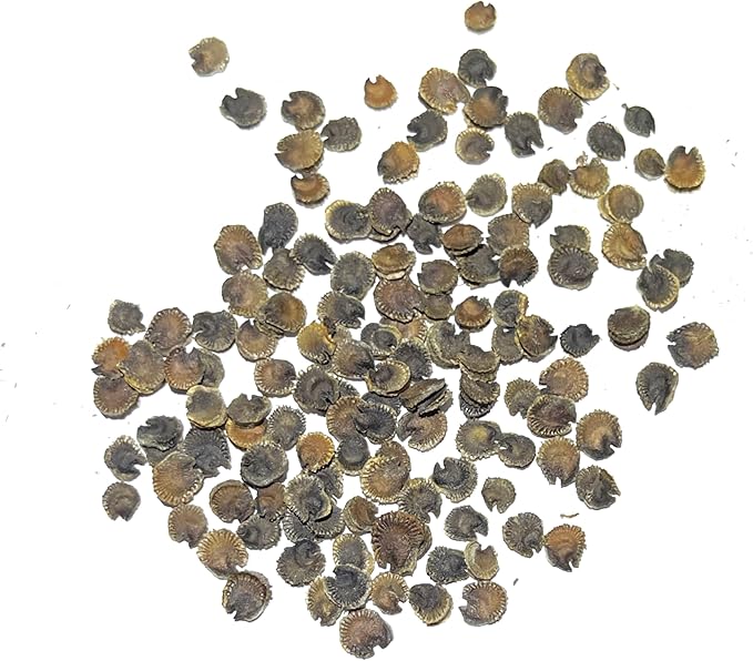 Seed Needs, Double Majorette Hollyhock Seeds - 100 Heirloom Seeds for Planting Alcea rosea - Mixed Biennial Flower That Attracts Pollinators to The Garden (2 Packs)