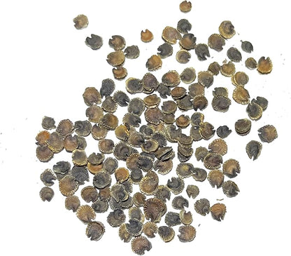 Seed Needs, Double Majorette Hollyhock Seeds - 100 Heirloom Seeds for Planting Alcea rosea - Mixed Biennial Flower That Attracts Pollinators to The Garden (5 Packs)