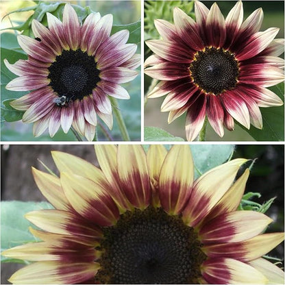 Seed Needs Sunflower Seeds for Planting Cherry Rose Sunflowers - Hybrid Flowers with Unique Bi-Colors for an Outdoors Flower Garden - Great for Cut Flowers in Bouquets & Floral Arrangements (5 Packs)