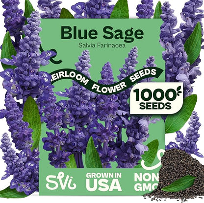 SVI 1000 Blue Sage Seeds for Planting (Salvia farinacea) - Heirloom Sage, Salvia Perennial Wildflower - Flower Seeds to Plant Outside in Pollinator Garden, Meadows, Borders, Beds