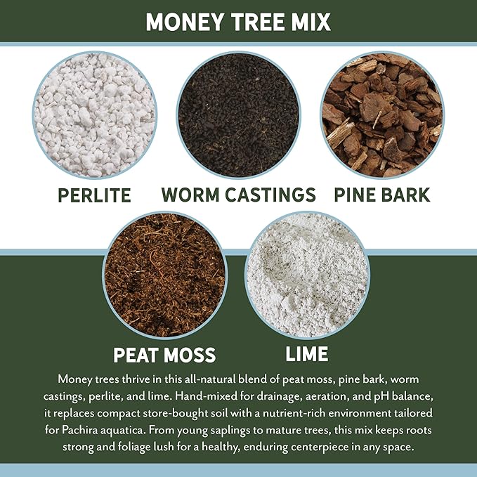 Money Tree Soil (4 Quarts), Potting Mix for Planting/Repotting Pachira Aquatica, All-Natural Custom Soil Blend