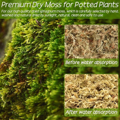 ZeeDix 3.3 lb Premium Sphagnum Moss Bulk, Dried Long Fiber Orchid Sphagnum Peat Moss for Indoor Outdoor Plants, Carnivorous Plants, Succulent, Monstera & Reptiles Habitats (Expands to 60 qt)