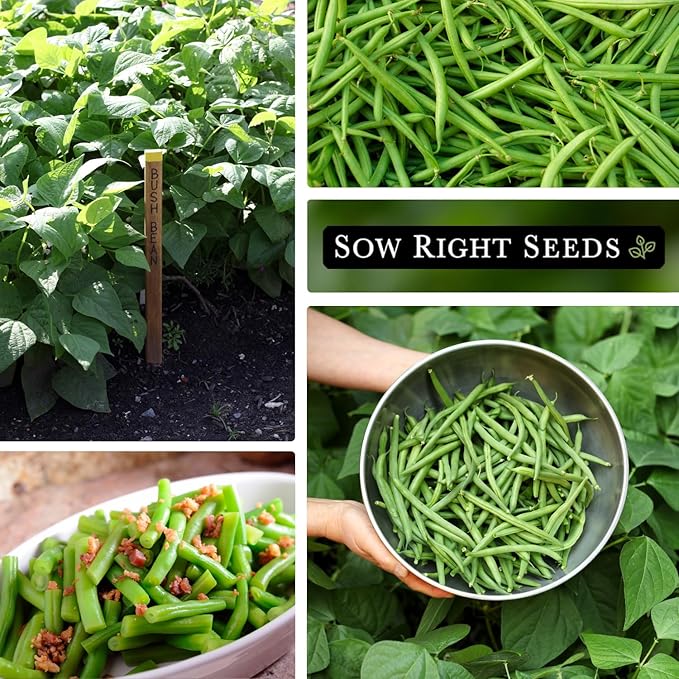 Sow Right Seeds - Bulk Contender Bush Green Bean Seeds for Planting - 2 Ounce, 110 Seeds - Non-GMO Heirloom Jumbo Packet with Instructions to Plant Outdoor Home Vegetable Garden - Grow Large Harvest