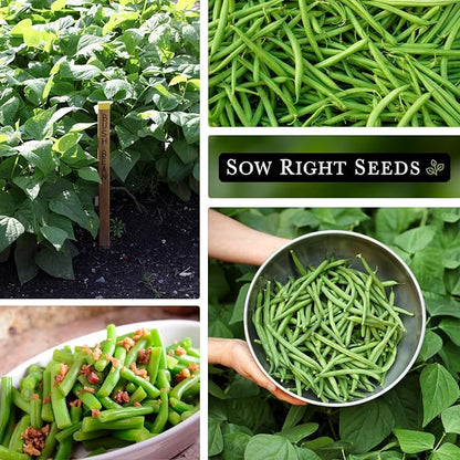 Sow Right Seeds - Bulk Contender Bush Green Bean Seeds for Planting - 2 Ounce, 110 Seeds - Non-GMO Heirloom Jumbo Packet with Instructions to Plant Outdoor Home Vegetable Garden - Grow Large Harvest