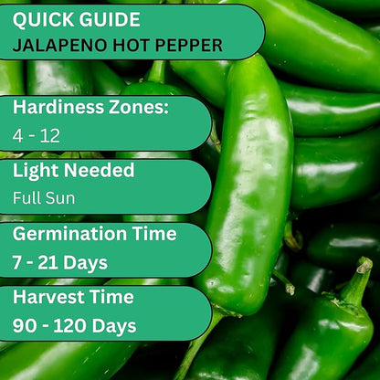 Jalapeño TAM Pepper Seeds for Planting – Heirloom, Non-GMO Jalapeno Seeds with Mild Heat, Large Jalapeno Peppers for Home Gardens | Woods Creek Seeds