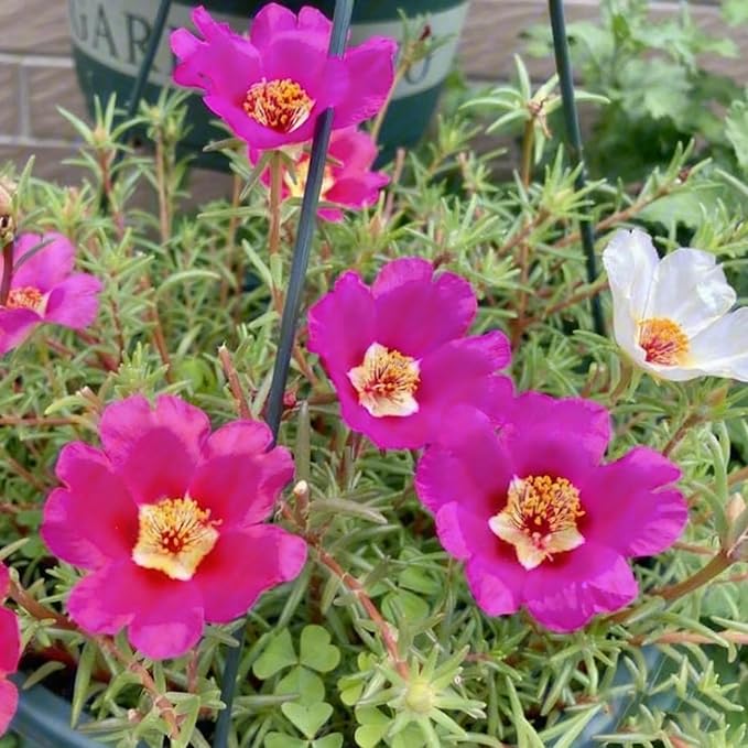 Mixed Color Portulaca Grandiflora Seeds, 10000 Double Moss Rose Seeds for Planting, Heirloom Ground Cover - Purslane Flower Seed for Outside, Beds, Yards, Flower Garden
