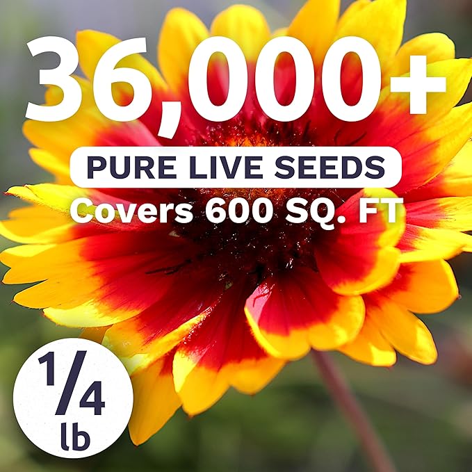 Blanket Flower – Gaillardia aristata – Large 4 Ounce Packet – 36,000 Flower Seeds for Planting