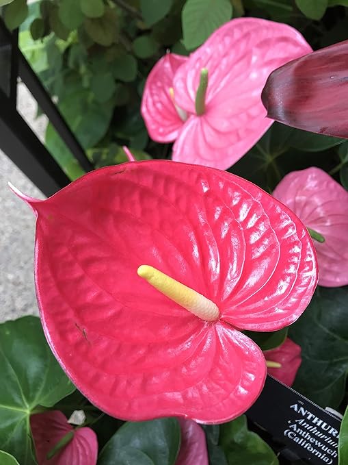 Peters Professional Bloom Booster 10-30-20 with Micronutrients. Great for All Flowering Plants - 1 Pound
