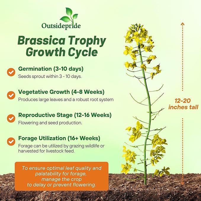Outsidepride Trophy Forage Rape Seed - 5 Lbs Heat, Cold & Drought-Tolerant Brassica Food Plot Seed, Ideal for for Deer & Livestock Grazing, Fall Planting, Soil Improvement, & Erosion Control