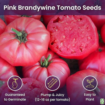 Pink Brandywine Tomato Seeds for Planting – Heirloom, Large & Juicy – One of The Most Delicious Tomatoes for Home Growing – Vegetable Seeds for Planting - Grown in The USA