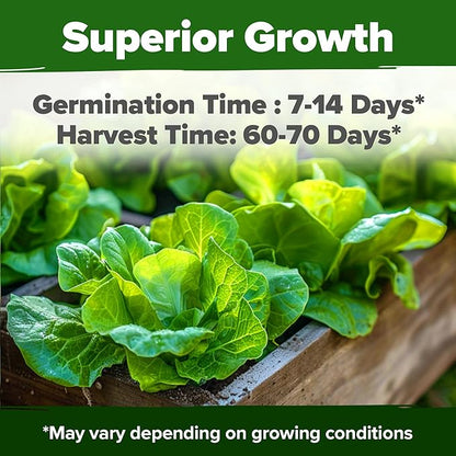 HOME GROWN Non GMO Buttercrunch Lettuce Seeds Bulk Pack - 1975 Heirloom Seeds for Hydroponic Garden Indoor Outdoor - Butter Lettuce Vegetable for Planting (Lactuca Sativa)