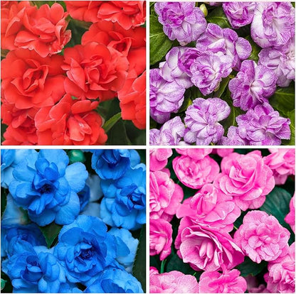 360+ Mixed Impatiens Athena Flower Seeds for Planting -Non-GMO Heirloom Garden Seeds for Planting Flowers
