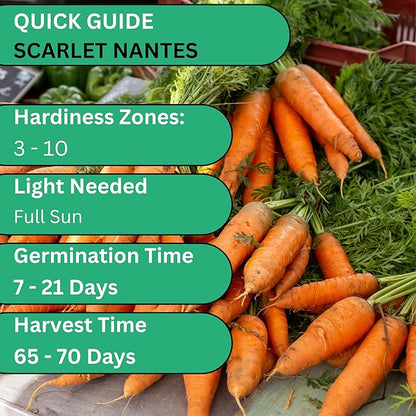 Scarlet Nantes Carrot Seeds for Planting – Heirloom, Non-GMO Nantes Carrot Seeds for Home Gardens, Sweet Tender Carrots for Fresh Eating | Woods Creek Seeds