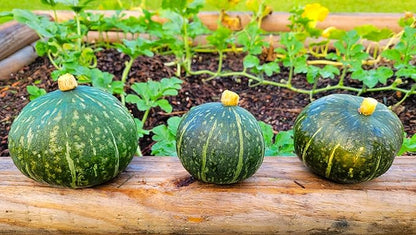 TomorrowSeeds - Kabocha Squash Seeds - 20+ Count & 20+ Japanese Red Kuri Squash - for 2026 Planting Japanese Pumpkin Green Hokkaido Ebisu Asian Tetsukabuto Buttercup Gourd Garden Vegetable