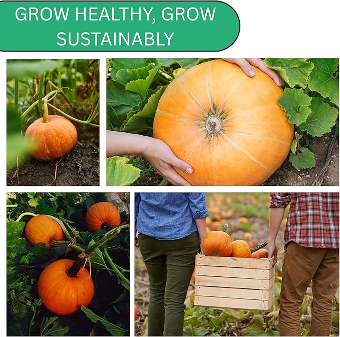 Small Sugar Pie Pumpkin Seeds for Planting – Heirloom, Non-GMO Sugar Pumpkin Seeds for Garden Growing, Sweet Pie Pumpkins for Baking & Cooking | Woods Creek Seeds