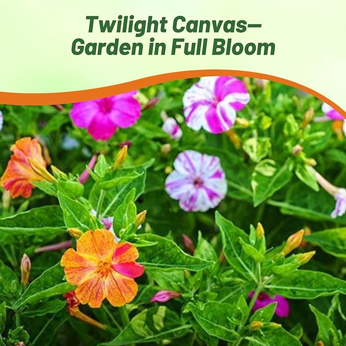Outsidepride Marbles Mixed Four O'clock Flower Seeds - 100 Pcs Perennial Fragrant, Trumpet-Shaped Blooms, Deer-Proof & Easy to Grow, for Pollinator & Evening Gardens, Containers, Hedges, or Borders