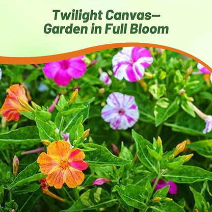 Outsidepride Marbles Mixed Four O'clock Flower Seeds - 100 Pcs Perennial Fragrant, Trumpet-Shaped Blooms, Deer-Proof & Easy to Grow, for Pollinator & Evening Gardens, Containers, Hedges, or Borders