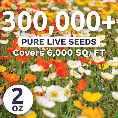 Poppy - Iceland - Bulk 2 Ounce Pouch - 300,000 Flower Seeds for Planting - Papaver nudicaule