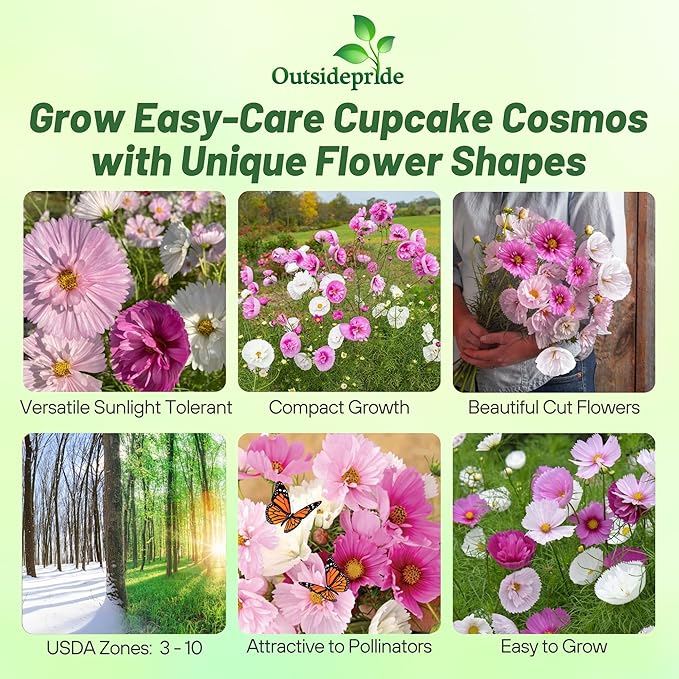 Outsidepride Cupcakes Blush Cosmos Bipinnatus Seeds - 50 Pcs Annual, Easy to Grow & Drought Tolerant Flower Seeds for Planting w/Finely Pleated Blooms, Ideal for Cut Flower & Wildflower Meadows