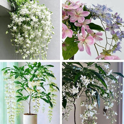 Climbing Jasmine Flower Seeds, 100 Non-GMO Jasmine Gardenia Seeds, Fragrant Flower, Climbing Flower Seed for Home Garden Outdoor, Indoor