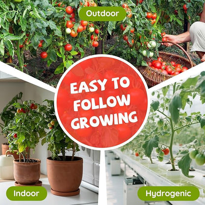 10 Heirloom Tomato Seed Varieties Packet - Non-GMO, Open Pollinated Seeds for Planting Home Garden - Beefsteak, Roma, San Marzano, Cherokee Purple, Cherry Tomato & More