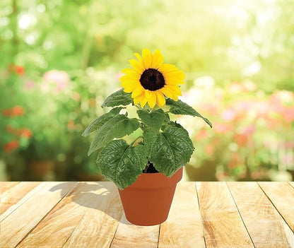 BUZZY Seeds Sunflower Starter Kit Bulk 10 Pack – 3inch Terracotta Pots, Soil Pellets, Flower Seeds for DIY Craft Projects, Favors, and Seed Starting