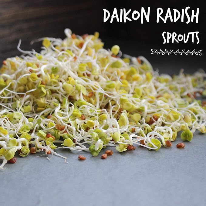 Handy Pantry Organic Radish Sprouting Seeds 4.5 Lb Non-GMO Daikon Radish Seed | Bulk Radish Seeds for Planting, Sprouting, Microgreens