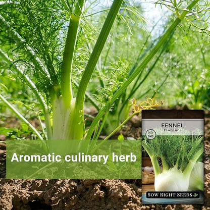 Sow Right Seeds - Florence Fennel Seed for Planting - Non-GMO Heirloom Packet with Instructions to Plant and Grow in Your Herbal Garden - Great for Seasoning and Cooking - Attract Pollinators (3)