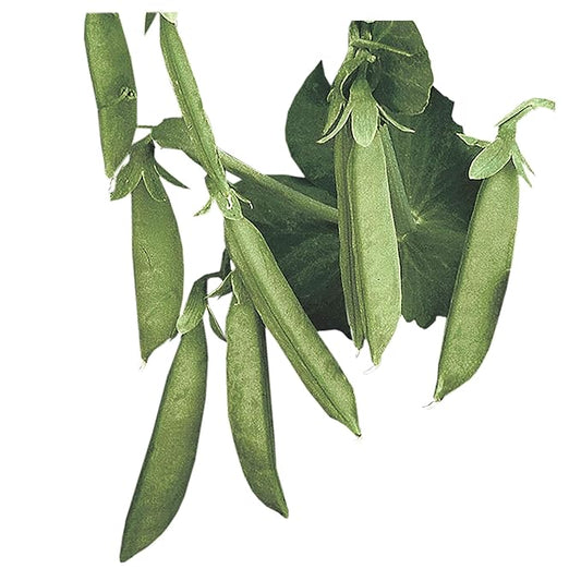Park Seed Sugar Lace II Pea Seeds, 1 Pack of 160 Seeds