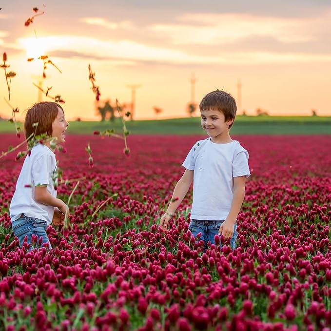Organic Crimson Clover Seeds - 5 lb Bulk ~232,000 Seeds - Legume Clover Seeds for Cover Crops, Wildlife Forage, Pasture, Hay, Pollinator Attractant, Green Manure, & More - Clover Seeds for Planting