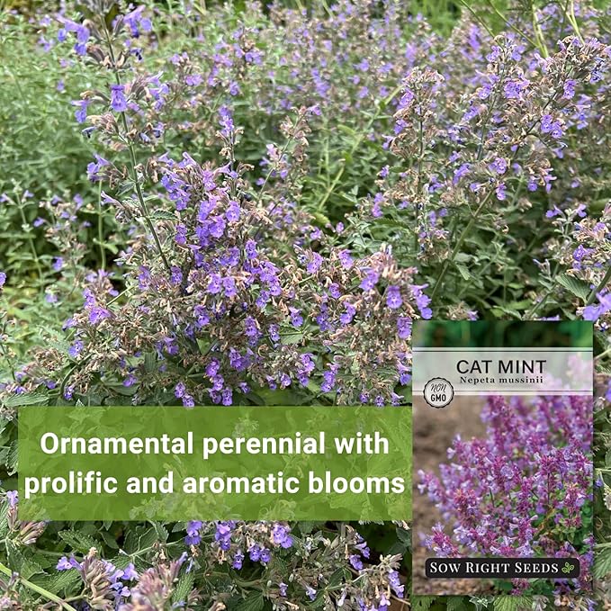 Sow Right Seeds - Catmint Seeds for Planting - Perennial Cat Mint Plant - Easy to Grow Nepeta for Attractive Garden - Ideal for Pollinators - Heirloom Non-GMO Variety - Indoor or Outdoor Growing (4)