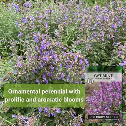 Sow Right Seeds - Catmint Seeds for Planting - Perennial Cat Mint Plant - Easy to Grow Nepeta for Attractive Garden - Ideal for Pollinators - Heirloom Non-GMO Variety - Indoor or Outdoor Growing (2)