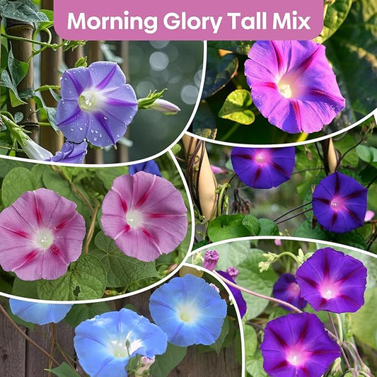 Morning Glory Seeds, Mix Color and Tall, Large Pack 1 Ounce Climbing Vine Flower Seeds Fast Growing for Planting Outdoors, Open Pollinated | Non-GMO | Heirloom | USDA 2-11